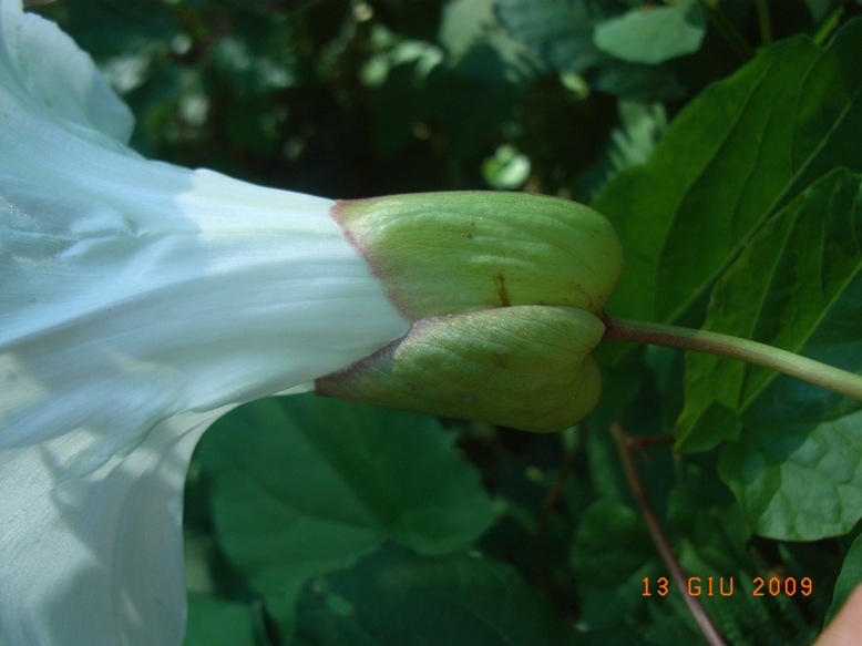 Convolvulus silvaticus (=Calystegia sylvatica) / Vilucchio maggiore